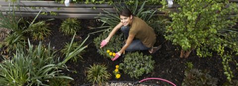 A woman working in her flower garden. 