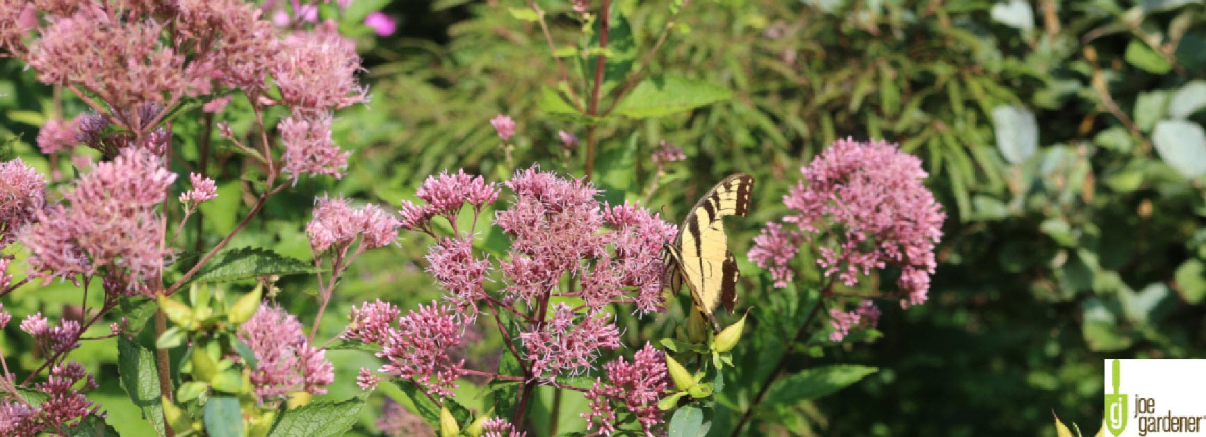 ButterflyFlowersJG555x201-min.jpg