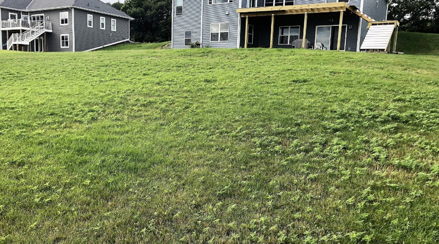 weeds in the lawn
