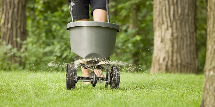 fertilizer being spread on lawn by man