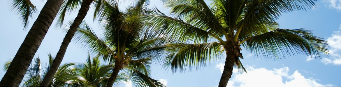 Palm Trees Palm trees against the sky, Milorganite fertilizer has ingrediants like nitrogen that are beneficial to palm tree growth.