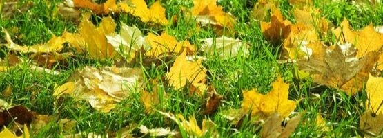 MMHealthyFallLawnLeavesThumbnail555x201-min.jpg