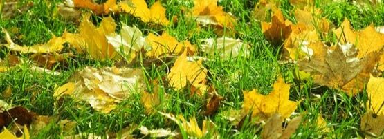 MMHealthyFallLawnLeavesThumbnail555x201-min.jpg