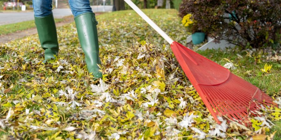 homeowner raking leaves in yard