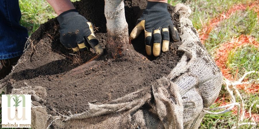 transplanting a tree