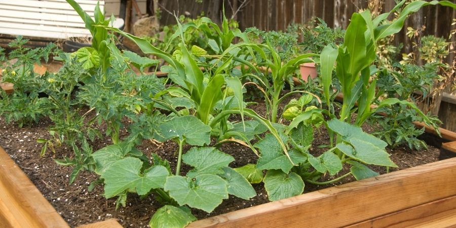 raised bed garden