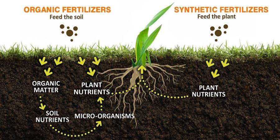 Organic Vs Synthethic Fertilizer graphic
