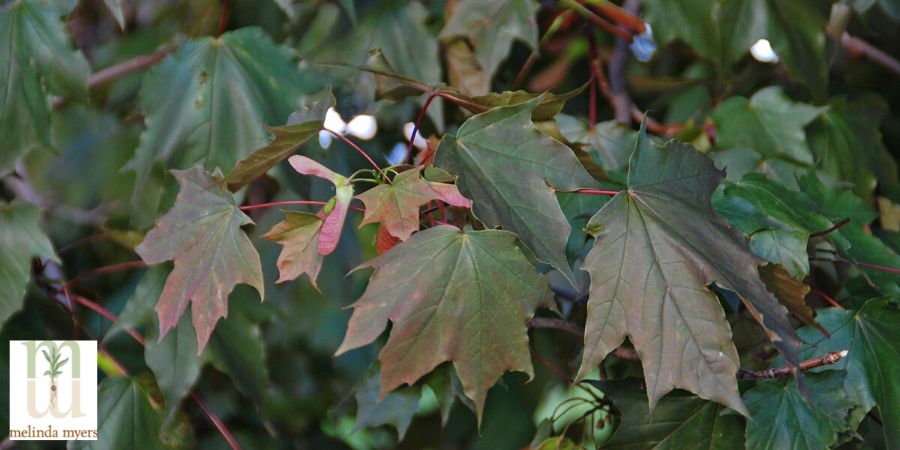 Acer-platanoides-'Schwedleri'