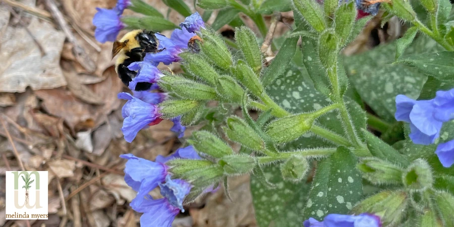 MM pollinator Bee-on-pulmonaria 900x450.webp
