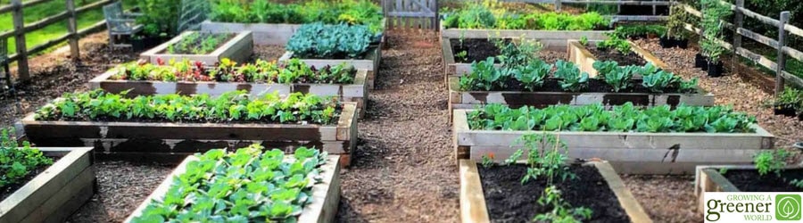 Raised garden beds
