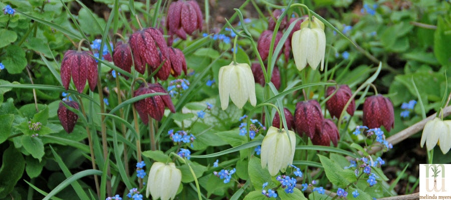 Checkered Lily and Siberian Brunnera plants