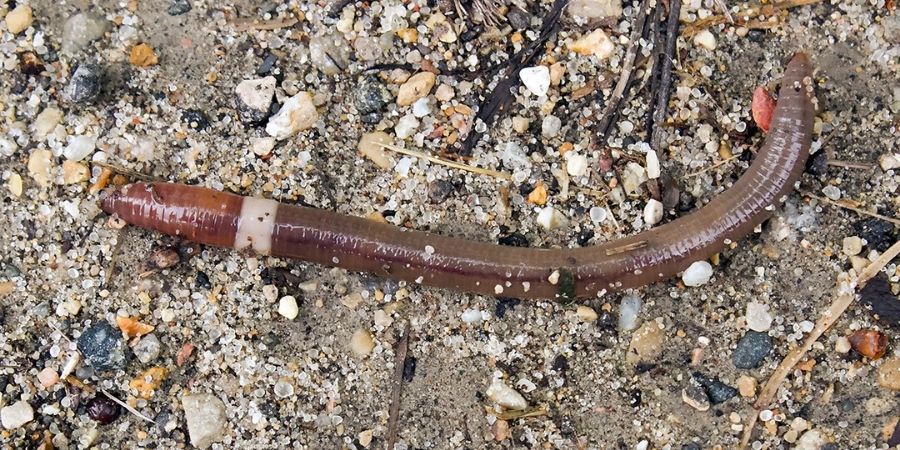 Jumping Worm Photo Credit UW Madison Arboretum -900x450-min.jpg