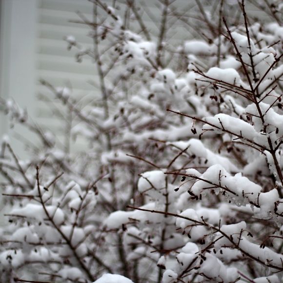 heavy snow on plants