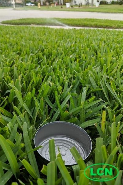 tuna can in lawn