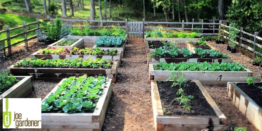 raised bed garden