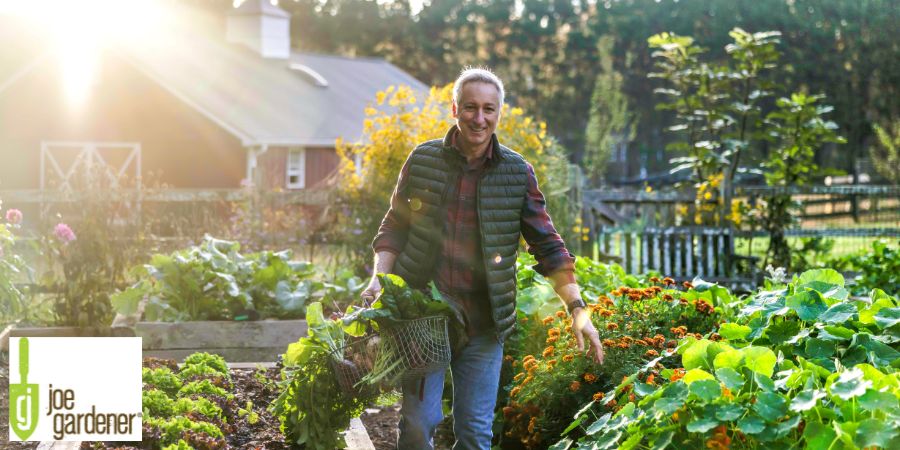 Joe Gardener walking in his garden