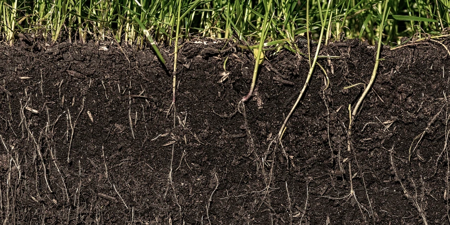 soil roots