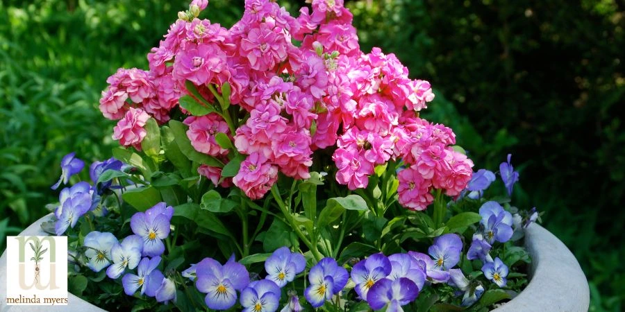pansies in container