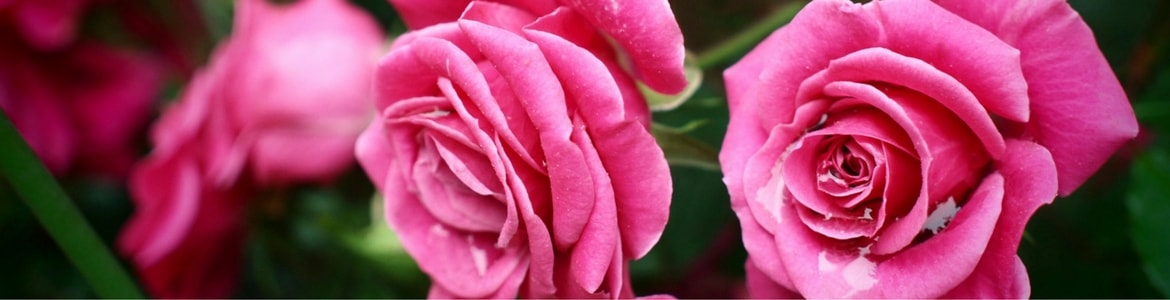 Pink Roses Beautiful bright pink roses from a flower garden.