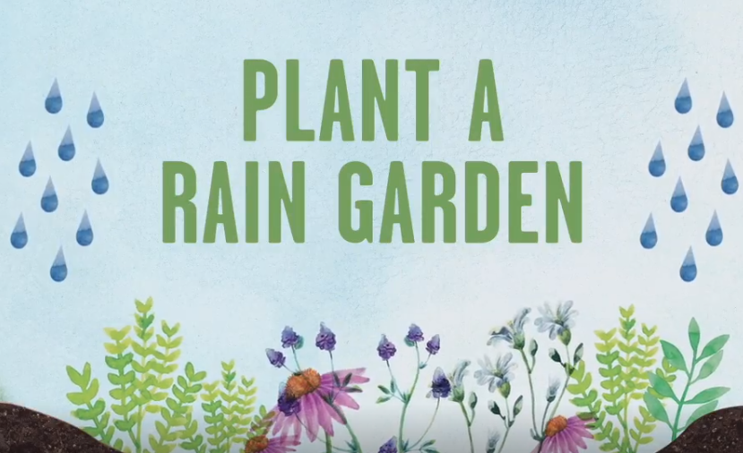 Learn the Benefits of Planting a Rain Garden