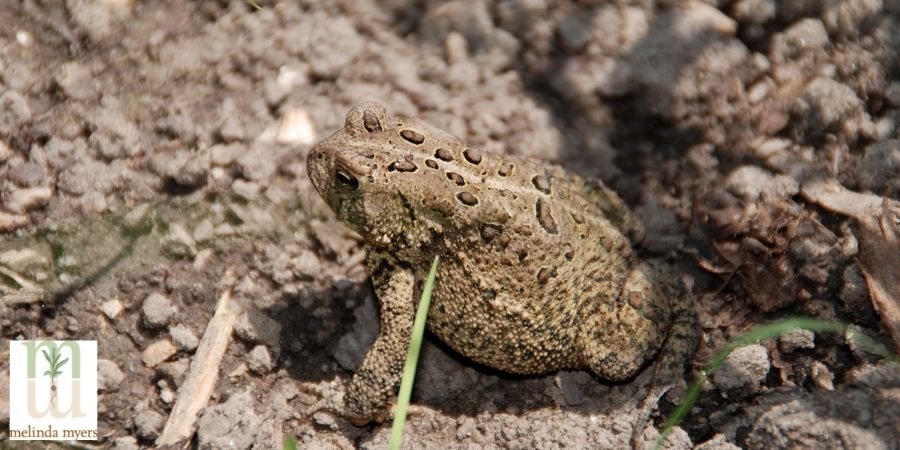 image of a toad in the garden