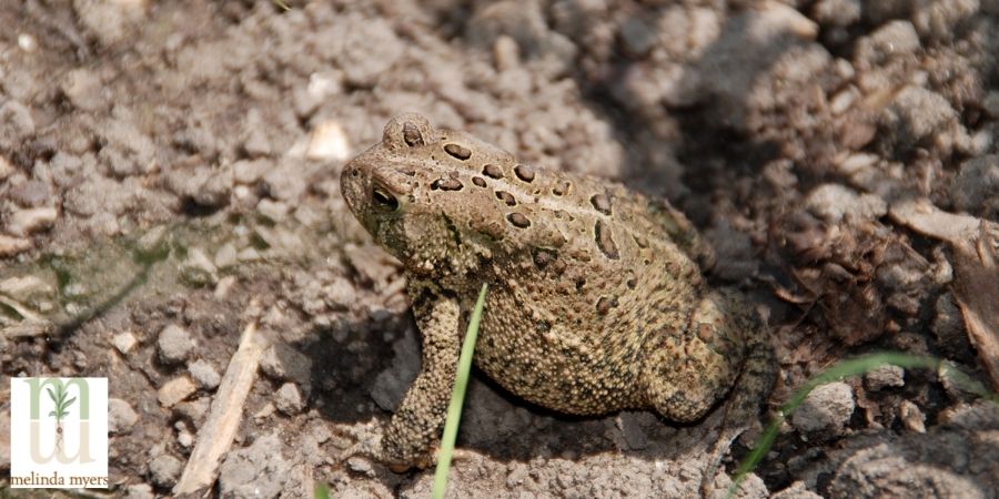 How to Attract Toads & Frogs To Your Garden