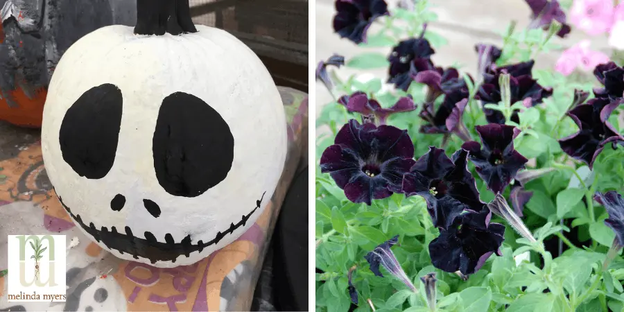 painted pumpkin and petunias