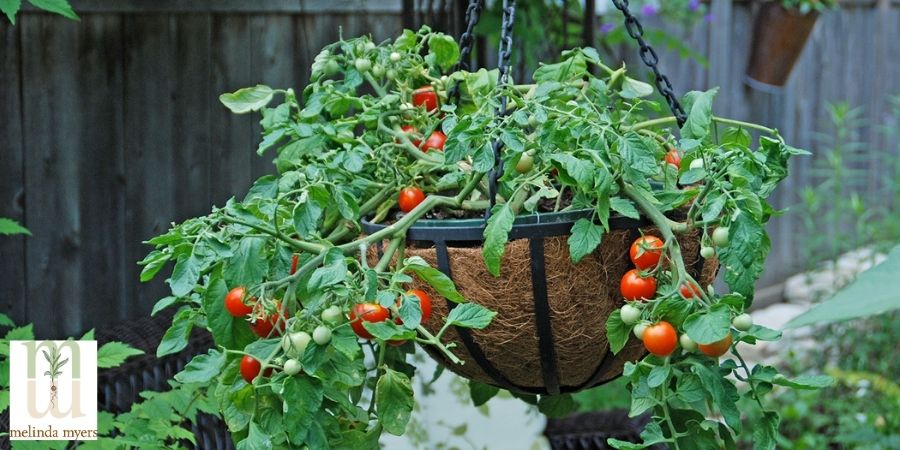 hanging basket tomatoes