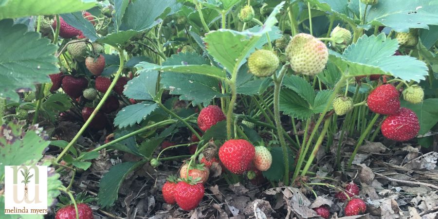 strawberry bush