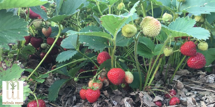 strawberry bush