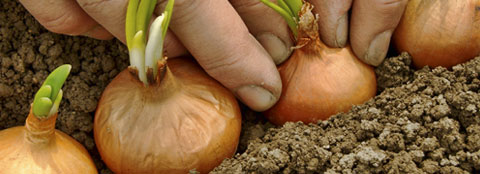 Planting bulbs Someone planting bulbs in a garden.