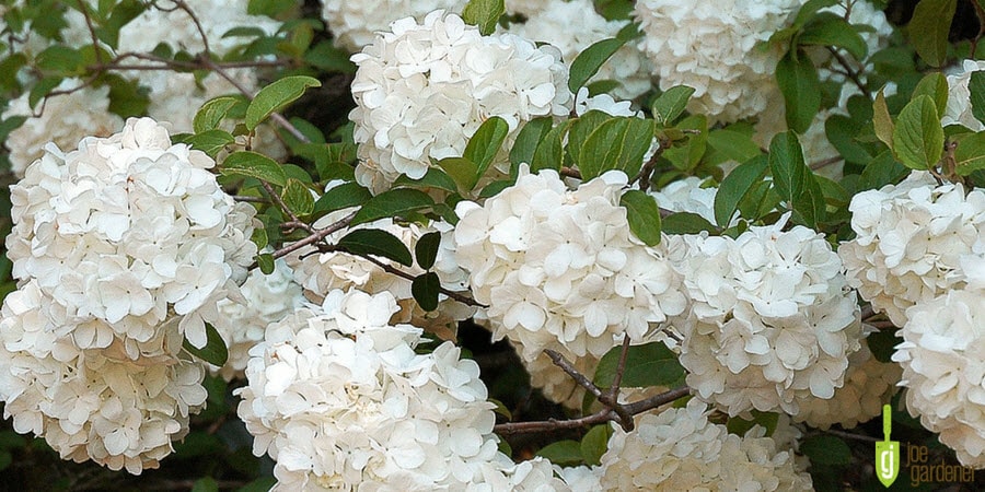 macrocephalum flower