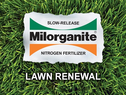 Lawn Renewal Tips