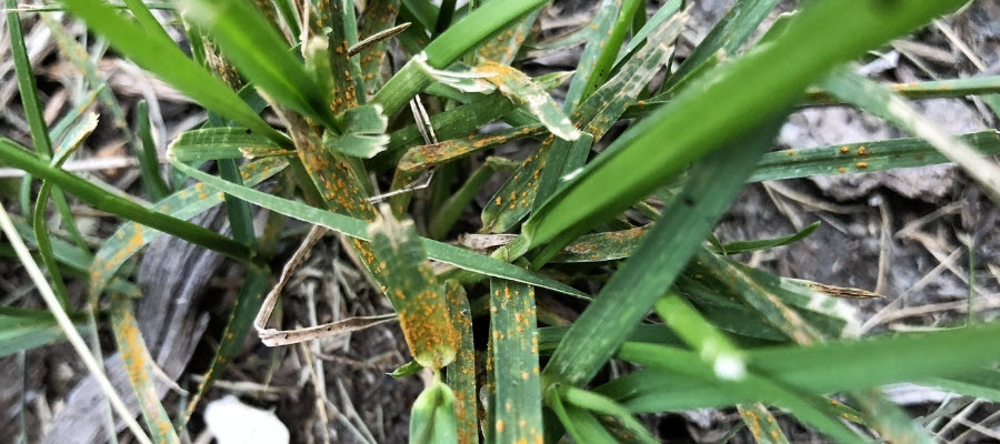 Rust lawn disease