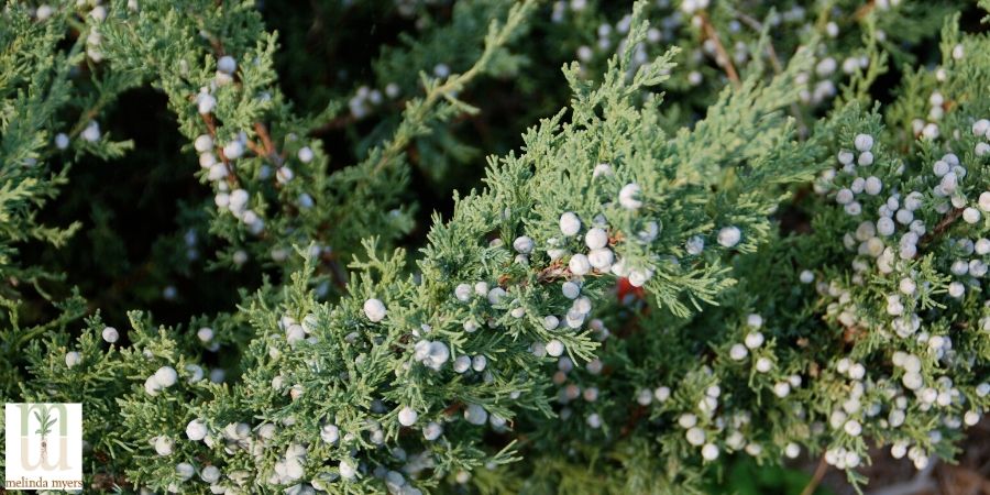 Juniper tree for winter bird protection