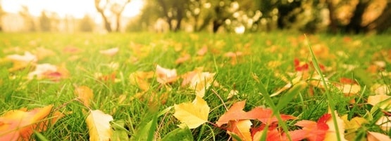 Fall-Leaves-Lawn555x201-min.jpg