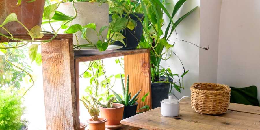 Indoor Garden Succulents and plants