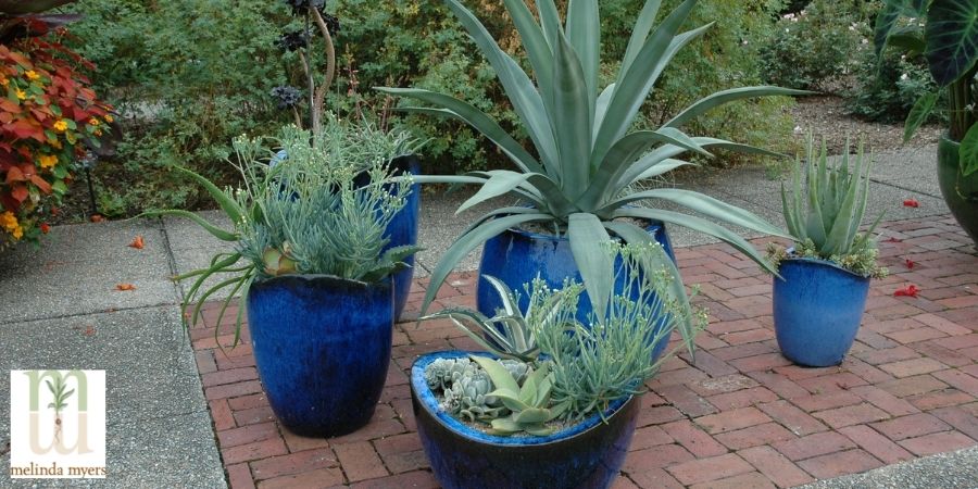 succulents in 3 containers