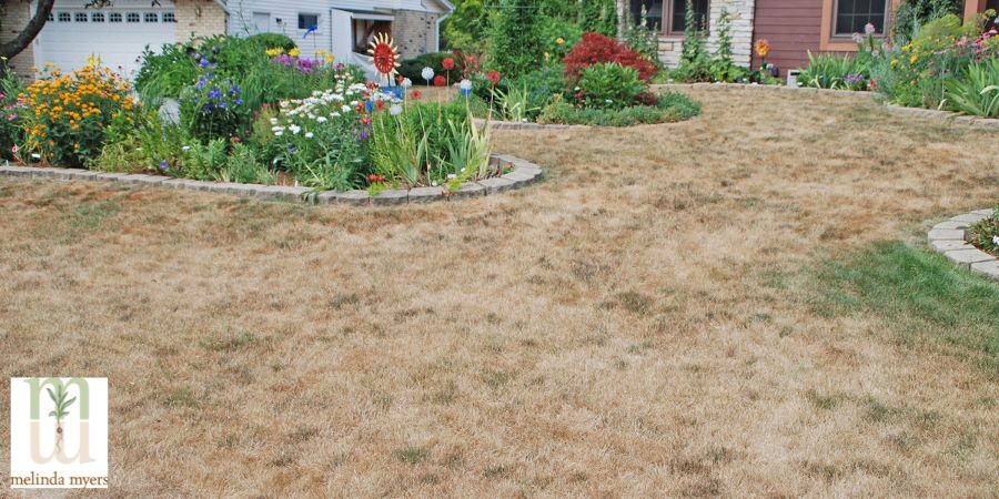 drought stressed lawn