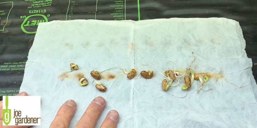 seeds laid out on paper towel
