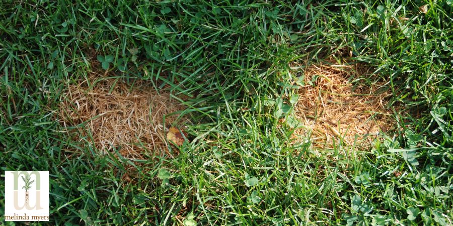 urine dog spot on lawn