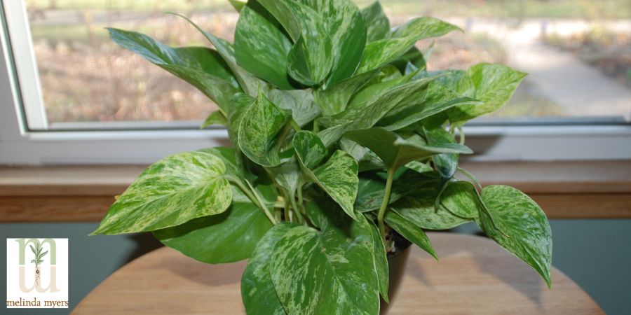 Pothos plant