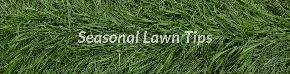 Green grass Green, healthy grass with 'Seasonal Lawn Care' written over it.