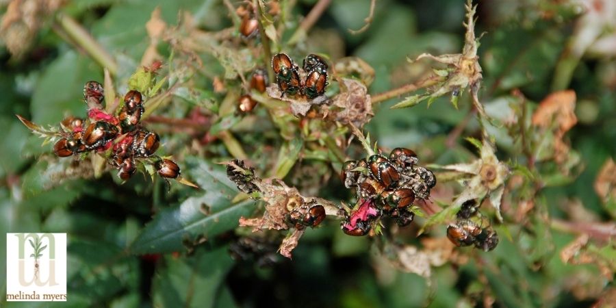 japanese beetle eating flowers