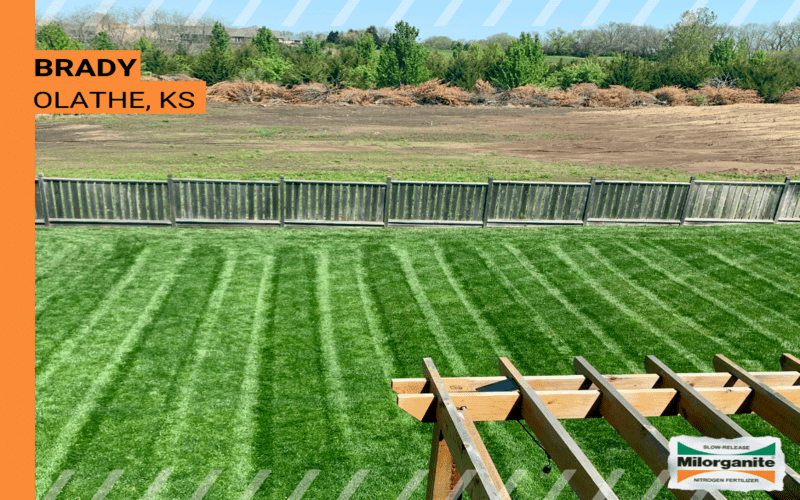 Before and after of bright green lawn fertilized with Milorganite. 