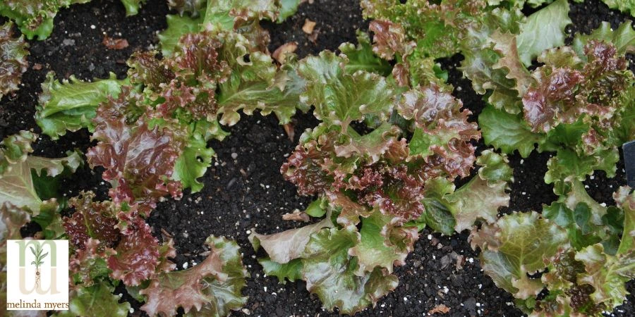 ruby red lettuce in garden