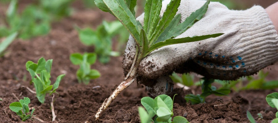 Picking Weeds in a Garden
