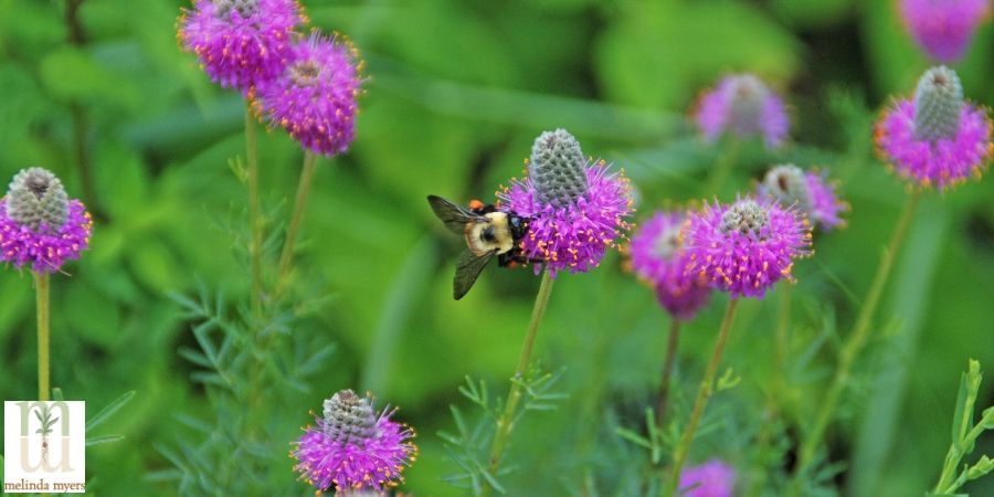 How To Add Native Plants To Your Landscape How To Add Native Plants To Your Landscape