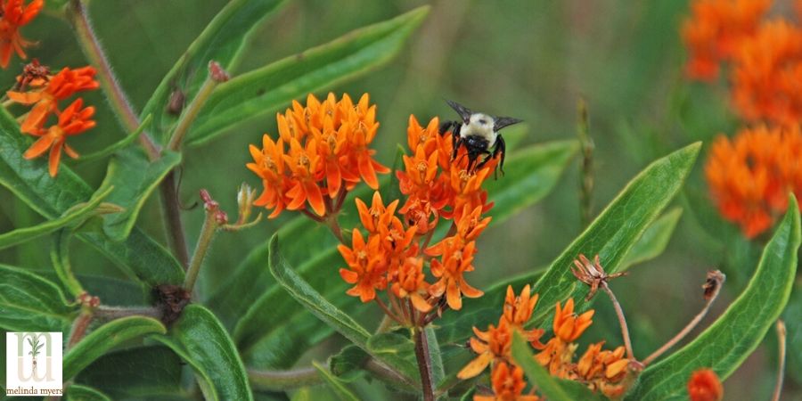 bee on butterfly weed