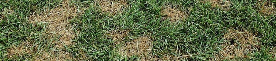 Pythium Southern Grass Yellow Patches on grass caused by Pythium.